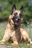 MALINOIS 709